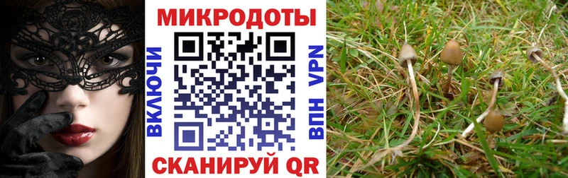blacksprut сайт  купить  цена  Хасавюрт  Псилоцибиновые грибы Magic Shrooms 